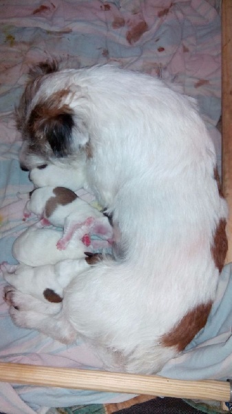 du Blason de l'Ourse - Jack Russell Terrier - Portée née le 28/04/2015