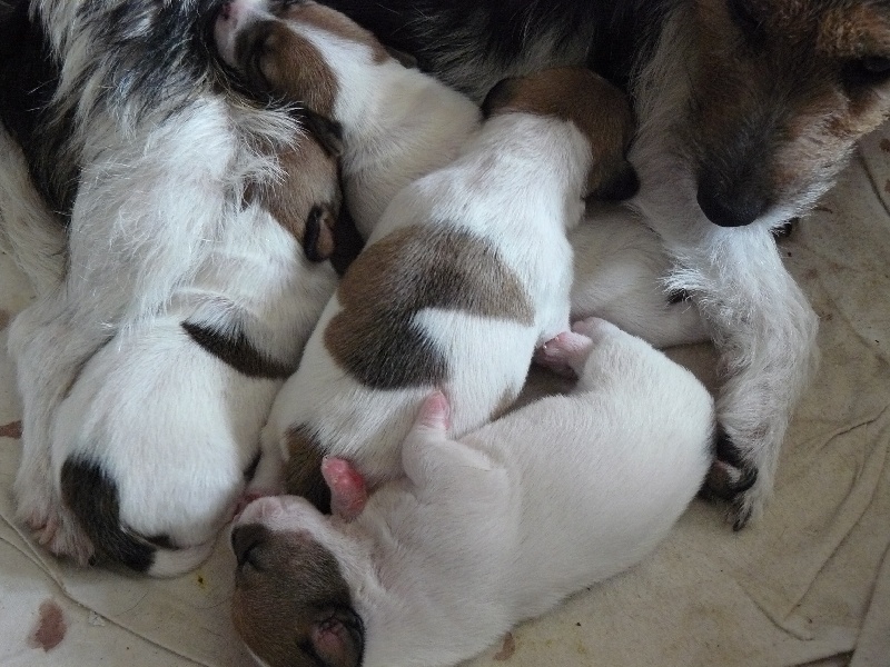 du Blason de l'Ourse - Jack Russell Terrier - Portée née le 28/08/2009