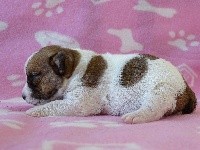 du Blason de l'Ourse - Jack Russell Terrier - Portée née le 13/03/2017