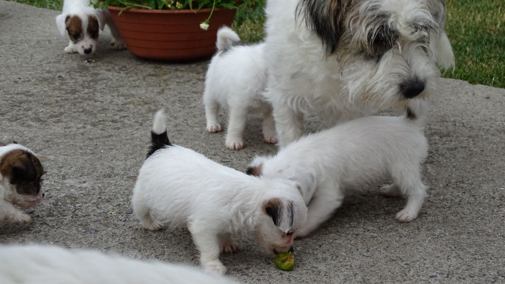du Blason de l'Ourse - Jack Russell Terrier - Portée née le 30/05/2019